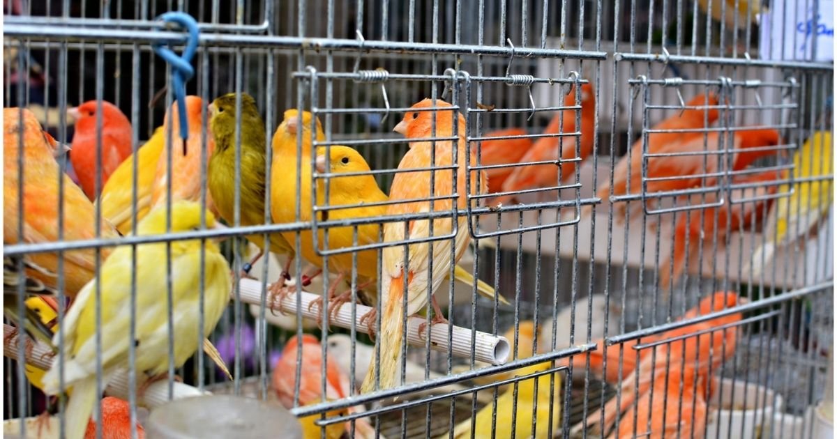vonjour13.jpg?resize=412,275 - Paris : fermeture du marché aux oiseaux sur l'île de la Cité
