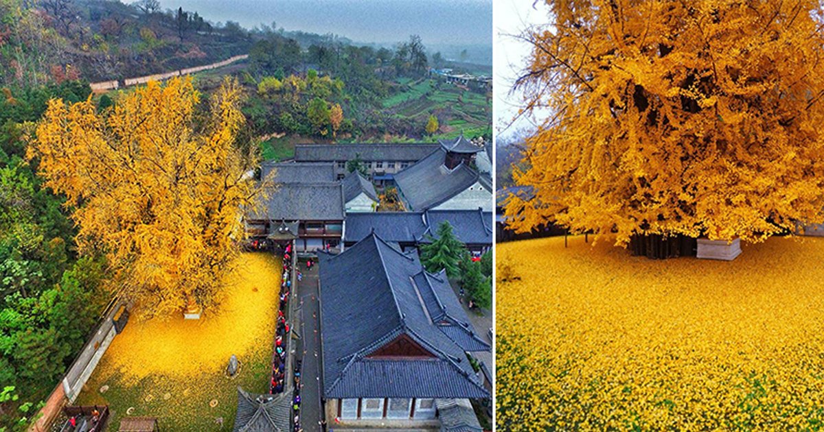 weeee.jpg?resize=412,275 - 1400-Year-Old Ginkgo Tree Drops Leaves Turning Temple's Ground Into Yellow Ocean