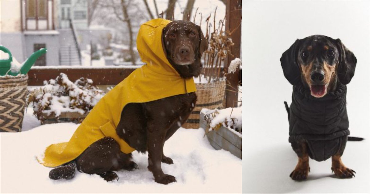 zara.png?resize=412,275 - Zara lance sa toute première collection de vêtements pour chien
