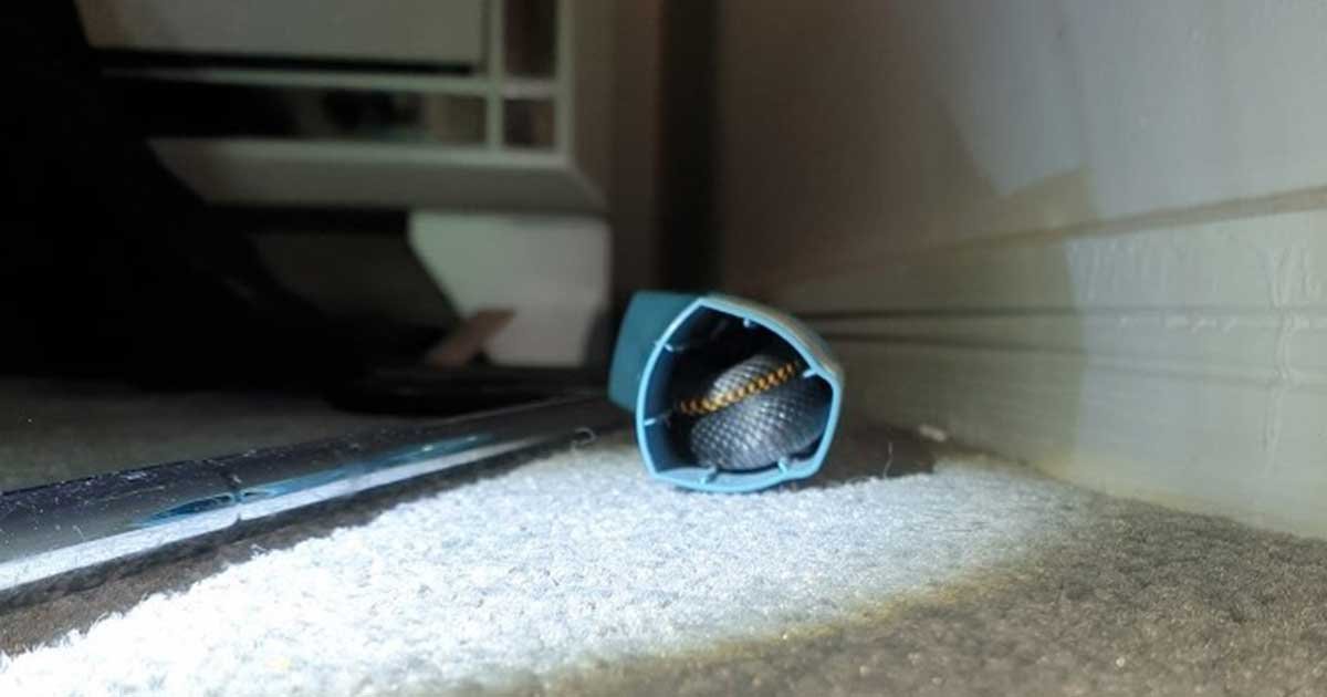 156598797 2784774541774323 5856335178726837834 n.jpg?resize=412,275 - Australian Teen Finds Deadly Snake Hiding Inside Her Inhaler