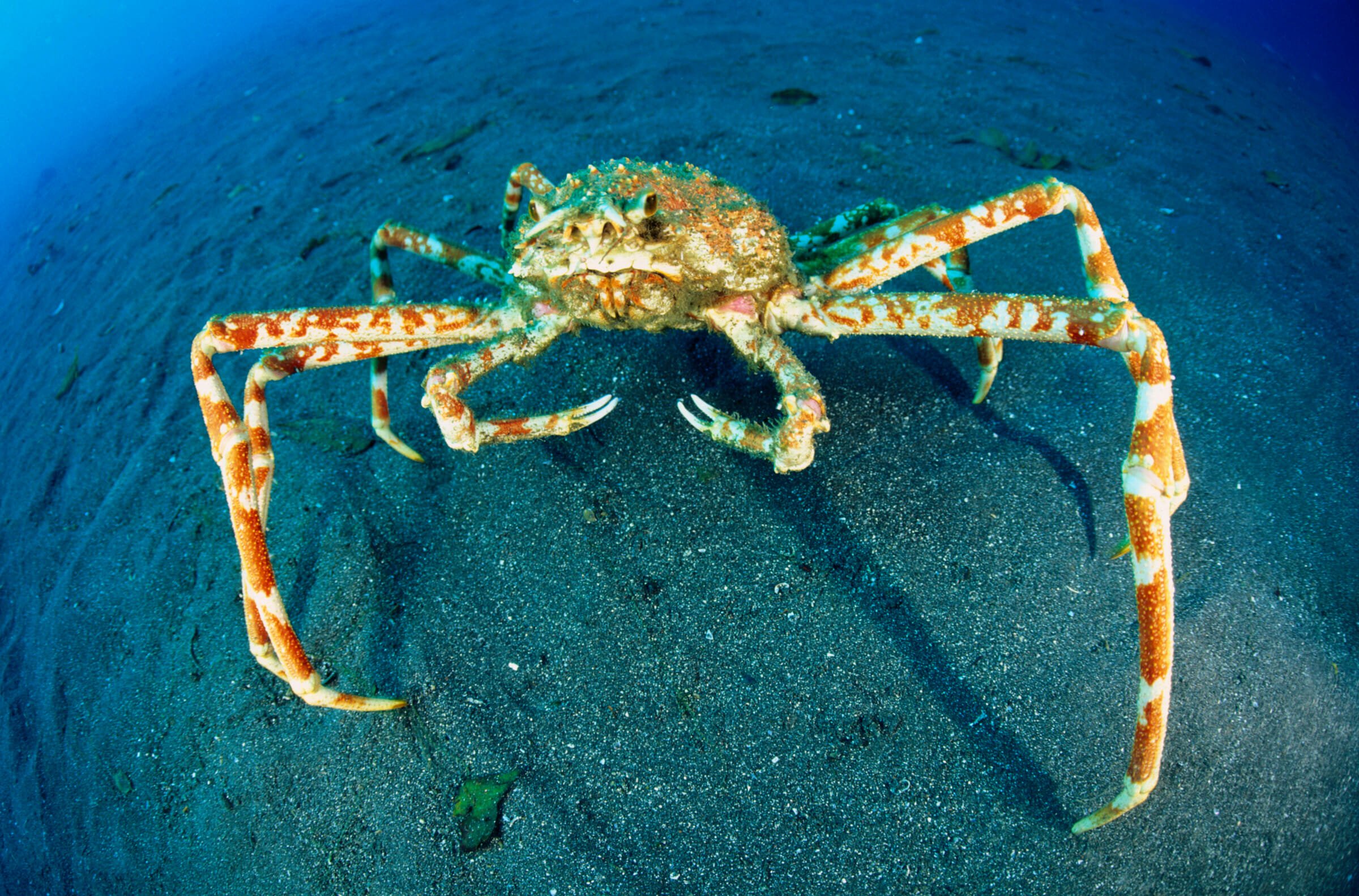 Here's 8 Reasons Why The Japanese Spider Crab Eating Food Is An