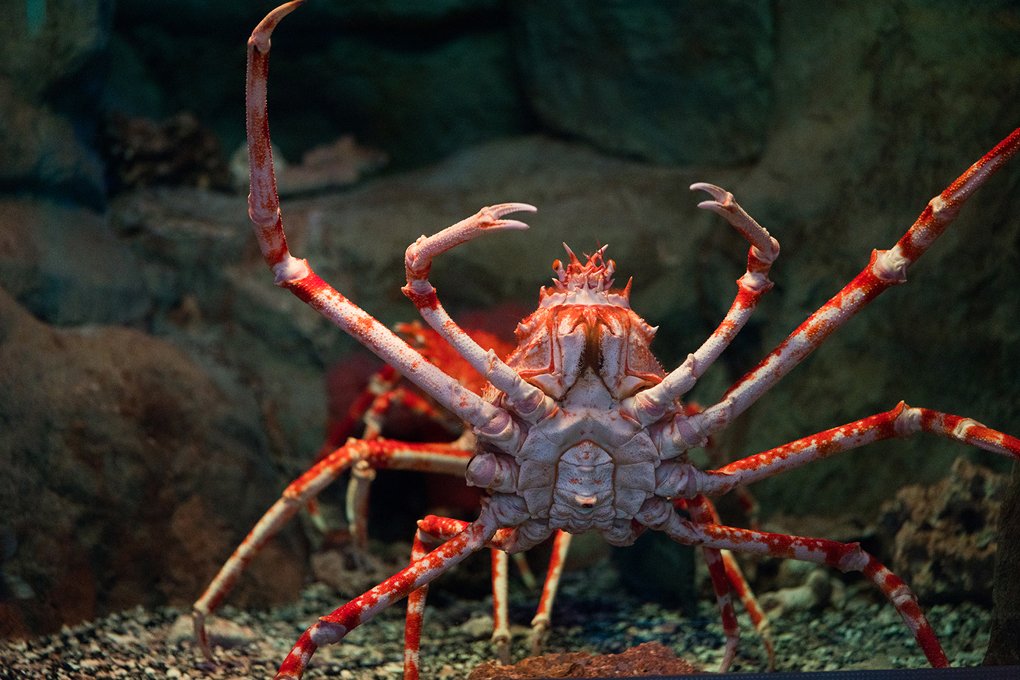 Here's 8 Reasons Why The Japanese Spider Crab Eating Food Is An