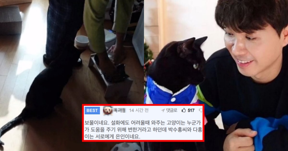 collage 190.png?resize=412,275 - “이 정도면 상위 0.1%”… 박수홍네 고양이 ‘다홍이’가 천재 고양이로 불리는 이유