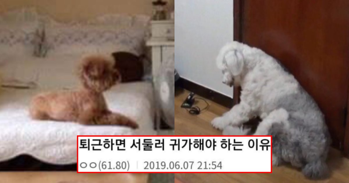 collage 88.png?resize=412,275 - “강아지 키우시는 분들 알고 계셨나요?”… 강아지 키우는 사람들이 퇴근하자 마자 서둘러 귀가해야 하는 이유