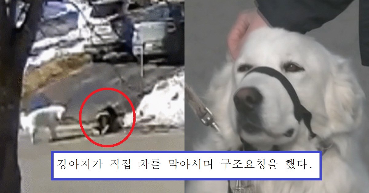 eab095ec9584eca780.png?fit=1024%2C538&ssl=1&strip=all - "제발 저희 주인님을 살려주세요!"..갑자기 쓰러진 주인을 구하기 위해 강아지가 한 '충격' 행동(+영상)