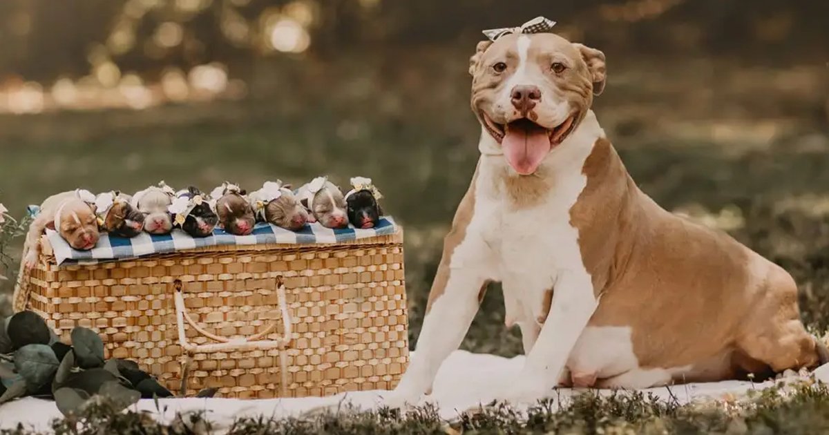 eerrrwerwr.jpg?resize=412,275 - This Pregnant Dog Photoshoot Is Everything You Need To See Today