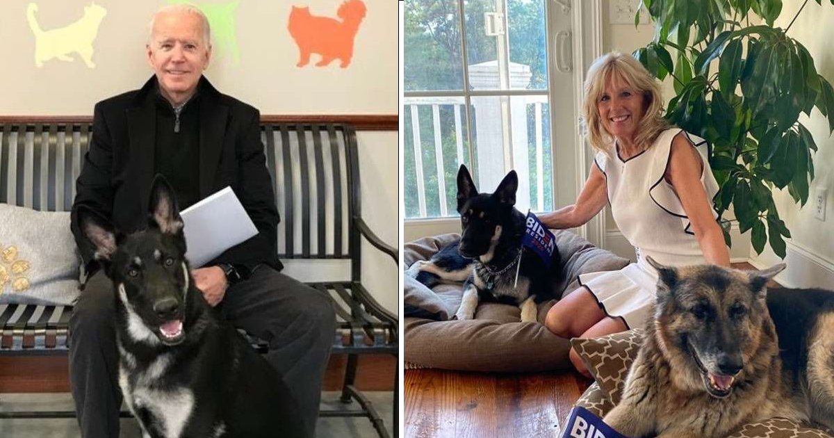 gggggsg.jpg?resize=1200,630 - President Biden's Dogs Taken Back To Family Home After 'Biting' Security Guard