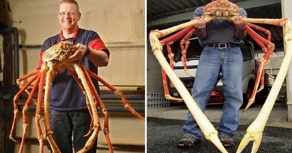 ggsssgsgsg.jpg?resize=412,275 - Here's 8 Reasons Why The Japanese Spider Crab Eating Food Is An Absolute Nightmare