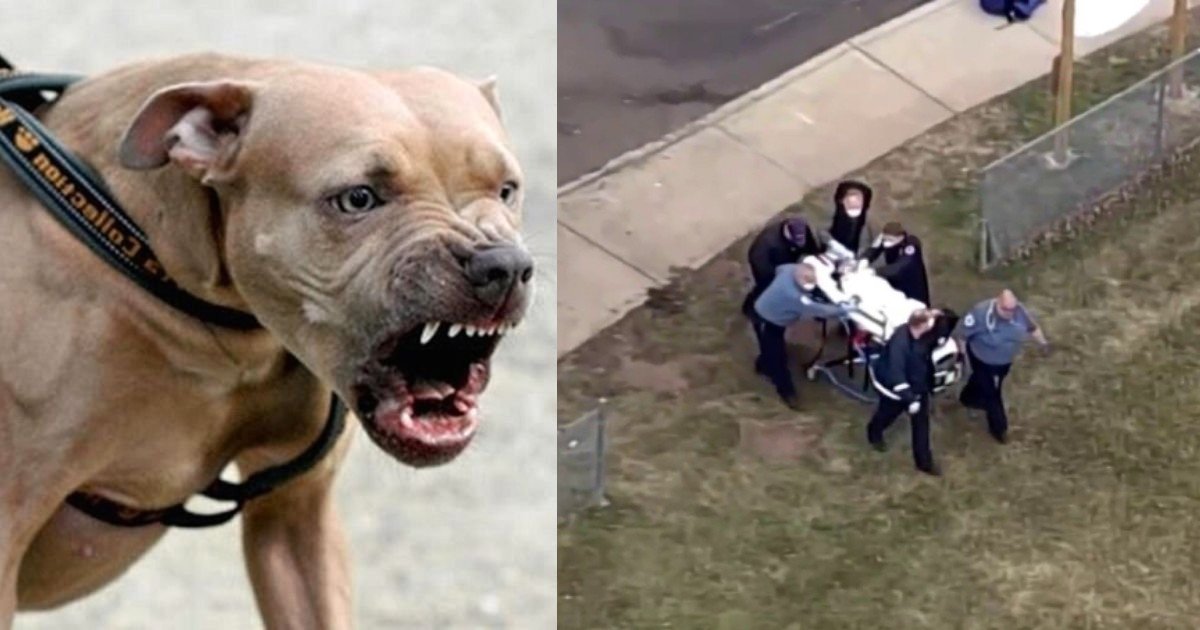 ghjf 30 2.jpg?resize=412,232 - 3-Year-Old Boy Dies After Getting Mauled By Neighbor's Dogs While Playing At His Home