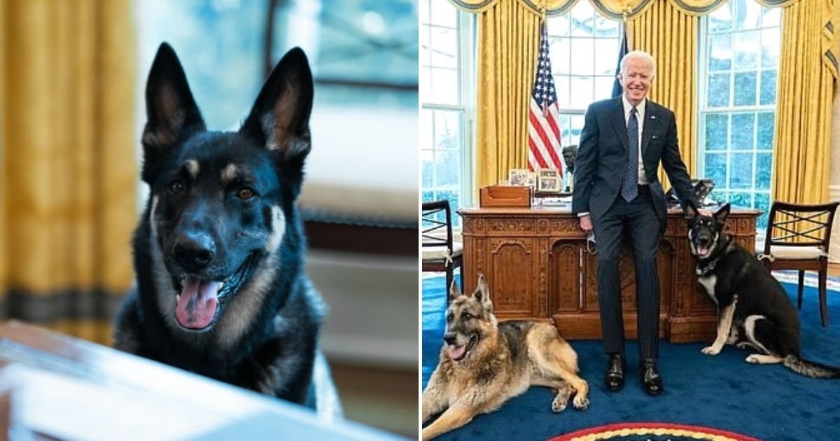 major5.jpg?resize=1200,630 - President Biden's Dog Major BITES Another White House Employee While Out For A Walk