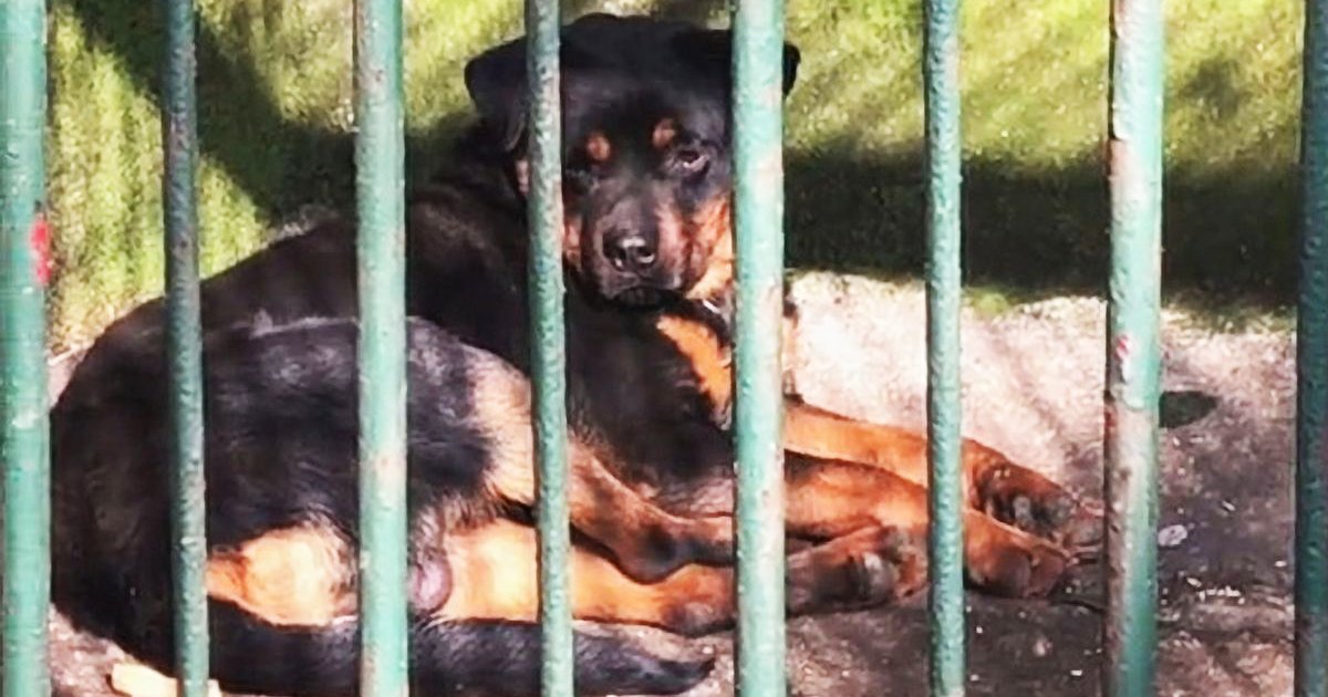 sdfsfsgg.jpg?resize=412,232 - Zoo Slammed For Replacing Dead Wolf With Rottweiler Dog Due To 'Cheaper' Cost