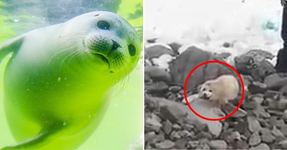 seal5.jpg?resize=412,232 - Baby Seal Tragically Died From Stress After People Gathered To Pet And Take Pictures Of It For Several Hours