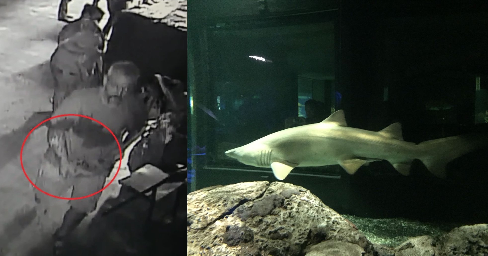 shark 1.jpg?resize=1200,630 - Utterly ‘Insane’ Robbery In San Antonio Aquarium - Disguises A Shark Into A Baby And Hid It In The Stroller