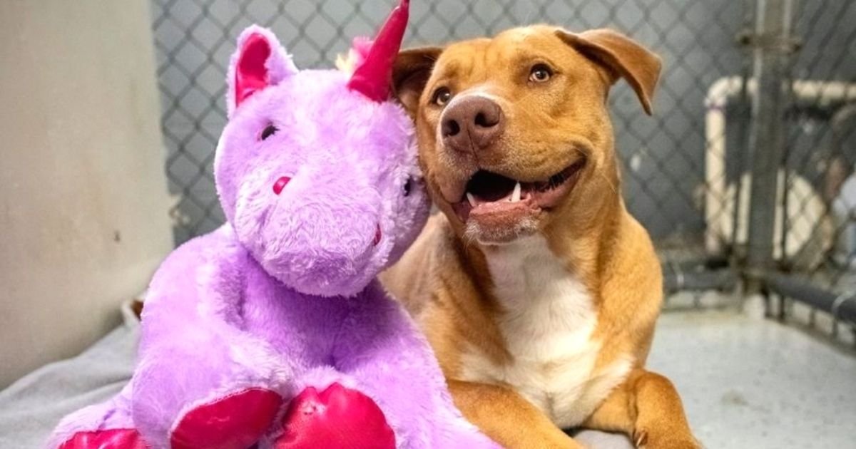 sisu5.jpg?resize=1200,630 - Stray Dog Who Repeatedly Stole Purple Unicorn Has The Stuffed Toy Bought For Him By Animal Control Officers