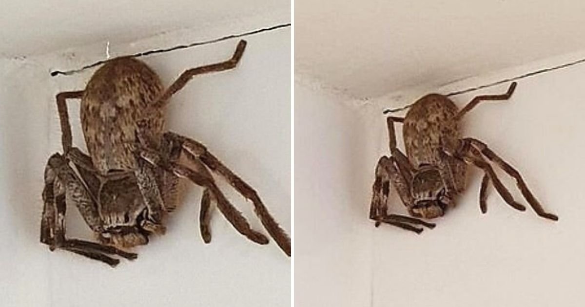 spider4.jpg?resize=1200,630 - Woman Finds Massive Spider In Her Bathroom And Asks If She Should Relocate It