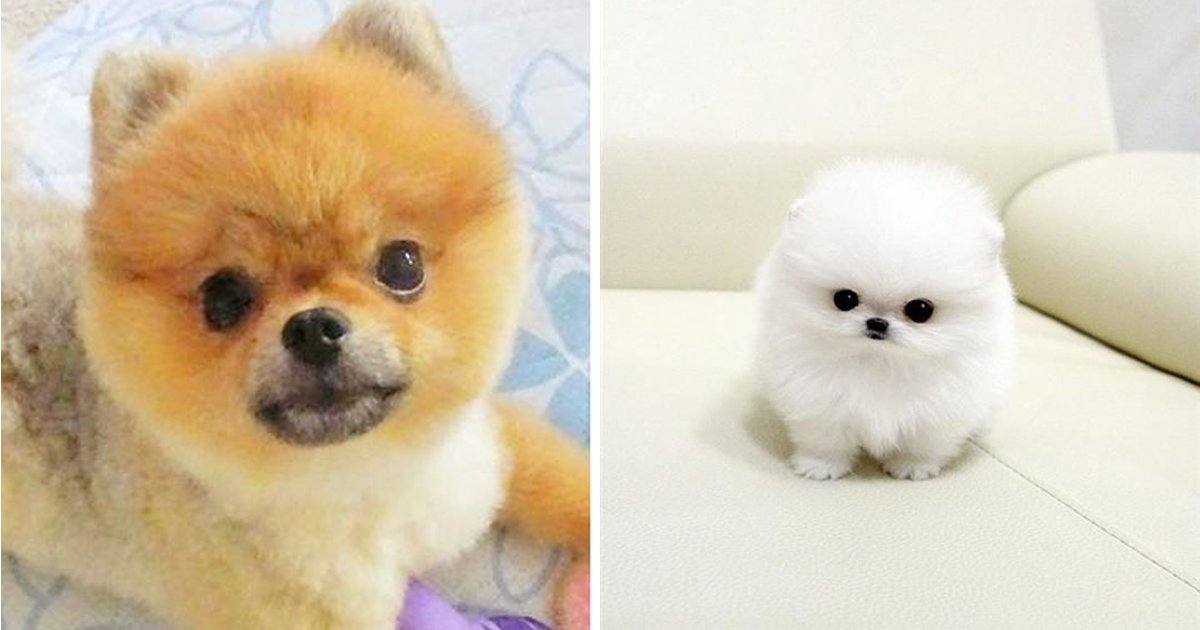 Fascinating Facts About Wet Pomeranians That Are Guaranteed To Blow ...