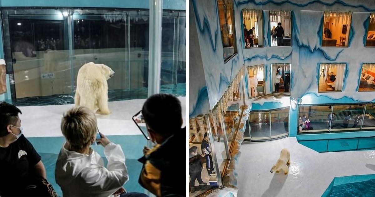 untitled design 9 2.jpg?resize=1200,630 - 'Cruel' Hotel Slammed For Displaying Polar Bears In A Tiny Enclosure ‘24 Hours A Day’