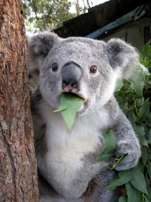 Surprised Koala Meme Generator - Imgflip