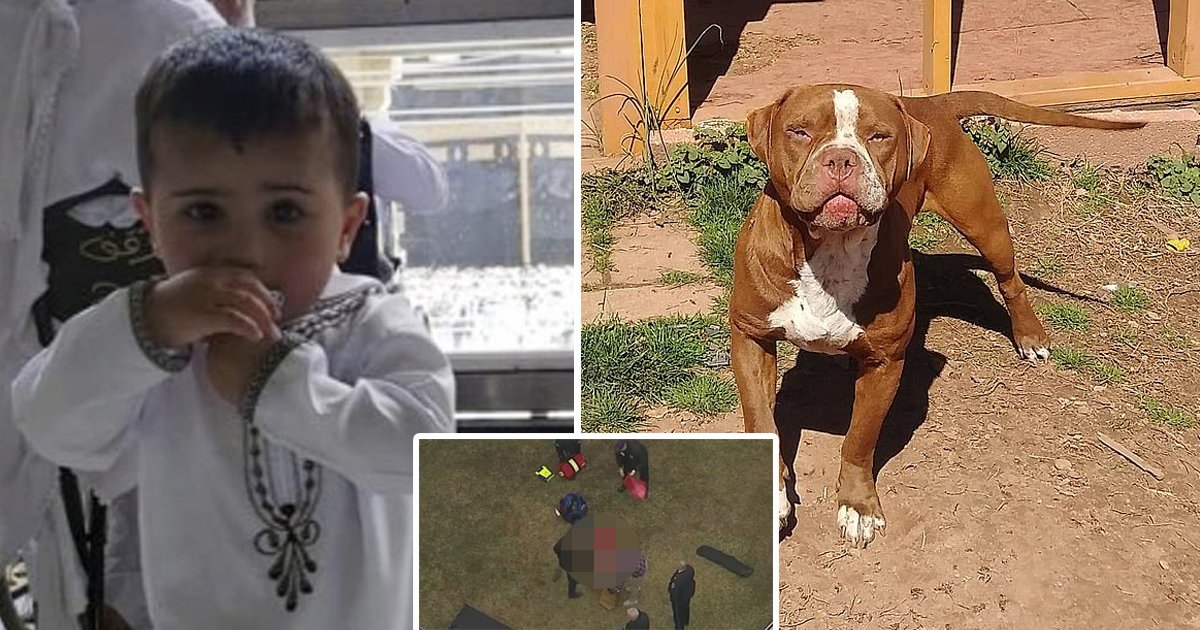 errreee.jpg?resize=412,232 - New Jersey Prosecutors DECLINE To File Charges Against Pit Bull Owner Who Mauled 3-Year-Old Boy To Death & Injured His Mum