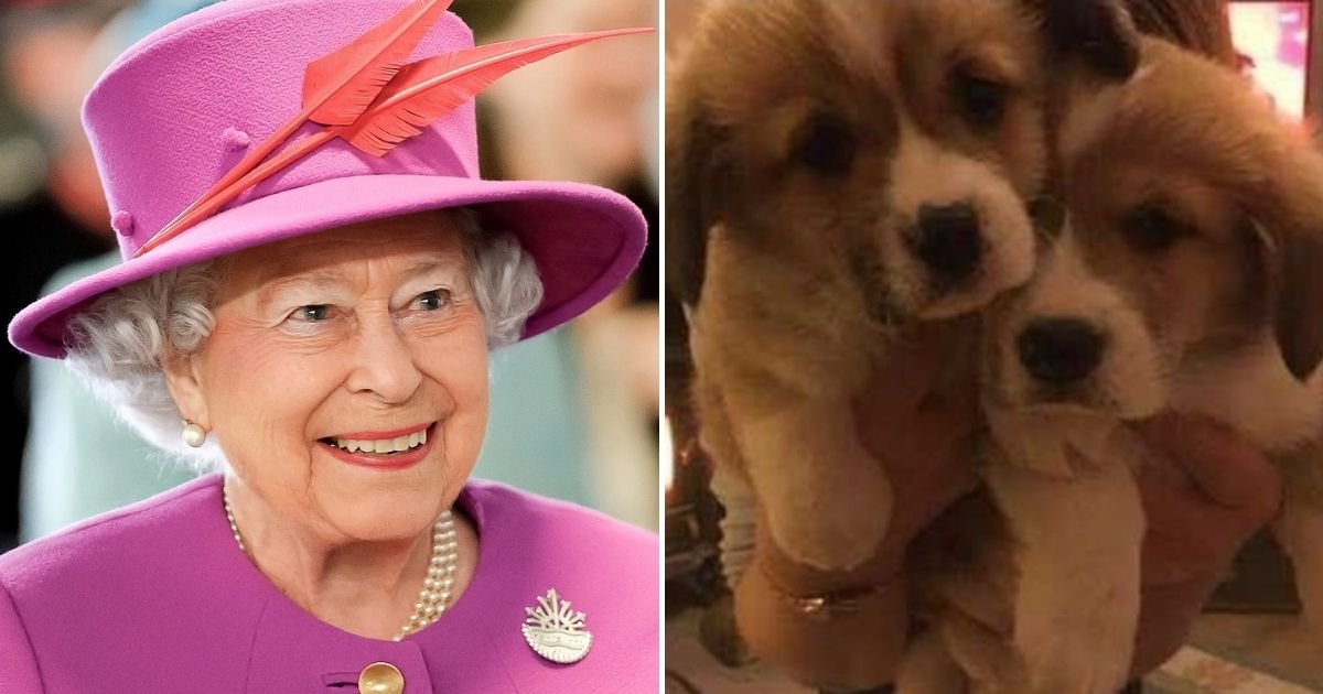 puppies6.jpg?resize=1200,630 - The Queen's New Puppies Are Likely To Play An 'Important Role' In Consoling Her As She Mourns The Loss Of Her Husband