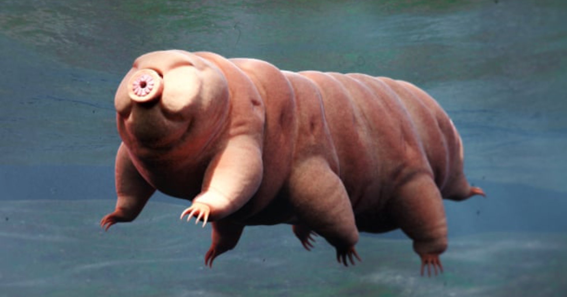 sus.jpg?resize=1200,630 - 10 of the World's Strangest Animals You Have Never Seen Before