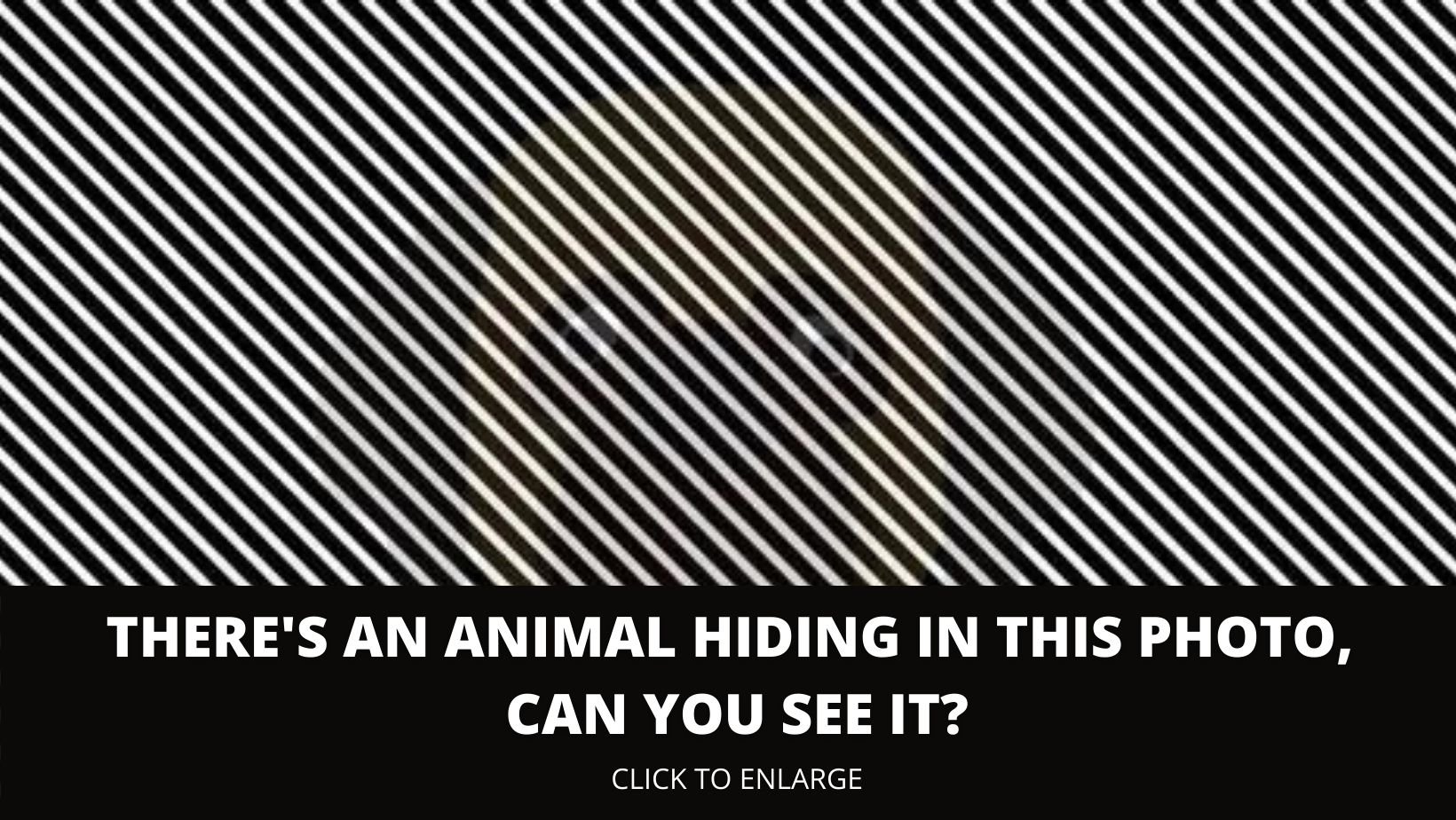 1 167.jpg?resize=412,275 - There’s An Animal Hiding In This Optical Illusion, Can You See It?