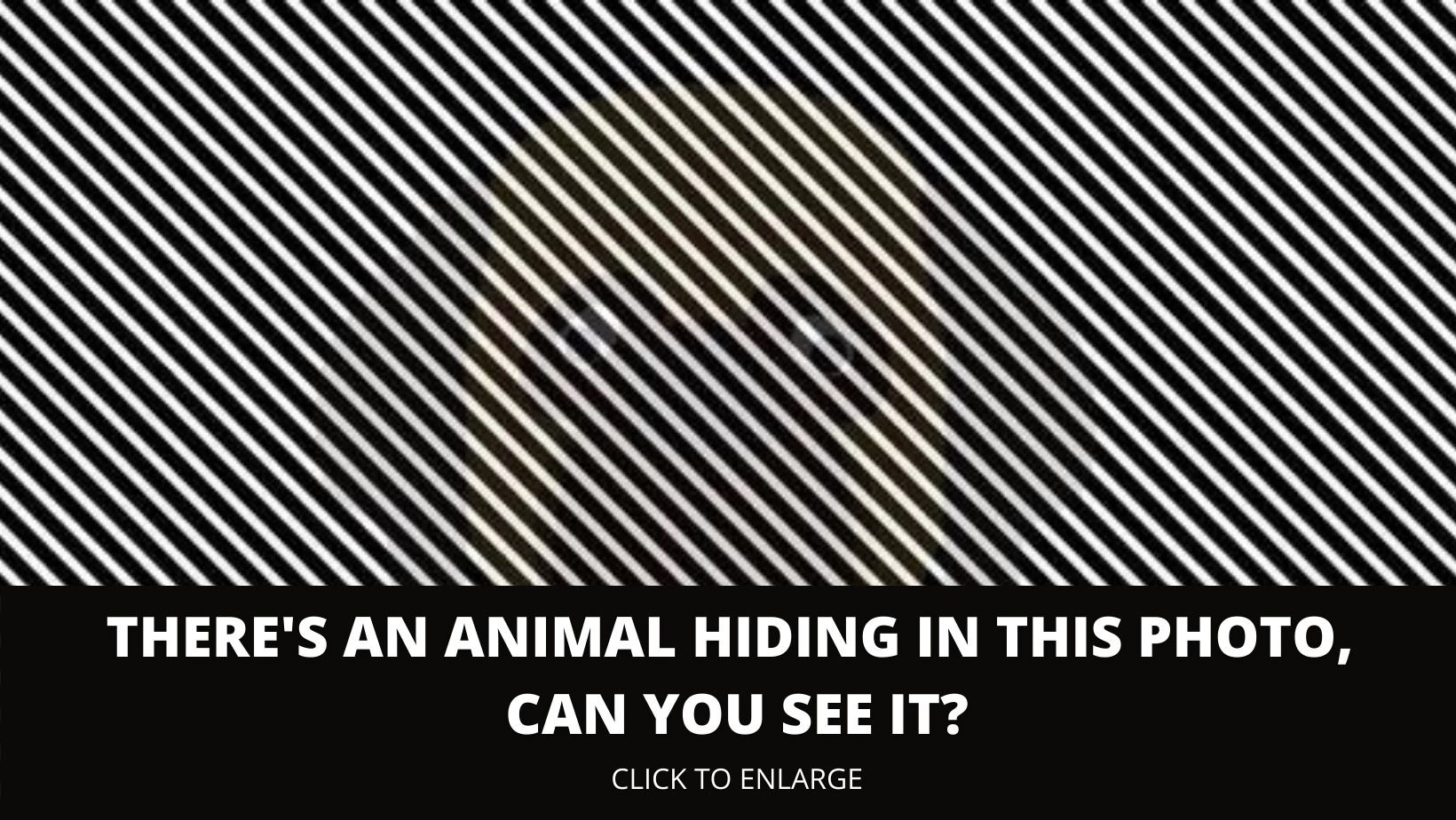 1 167.jpg?resize=412,232 - There’s An Animal Hiding In This Optical Illusion, Can You See It?