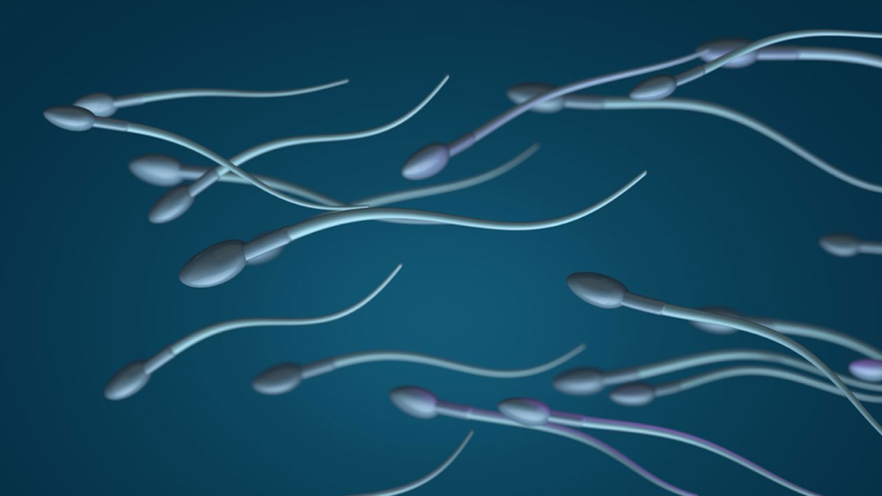 国際]「コロナ19感染30日後、男性の精子の半分に減少」| YTN