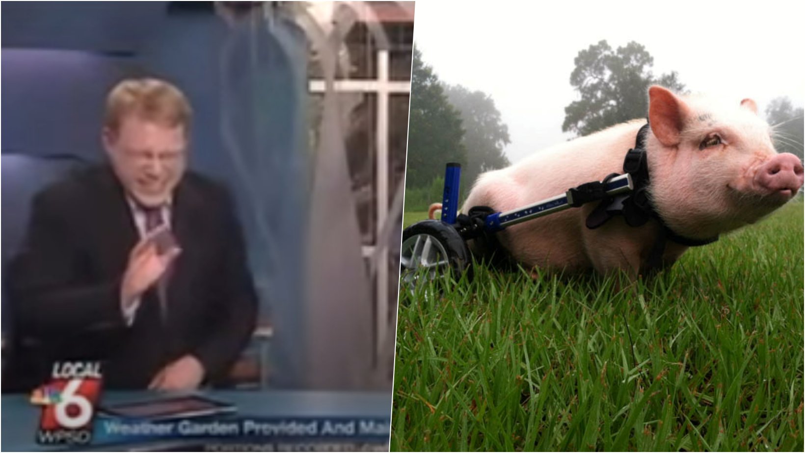 6 facebook cover 19.png?resize=1200,630 - News TV Presenter Loses It & Bursts Into Laughter On Live TV After Pronouncing Disabled Pig’s Name