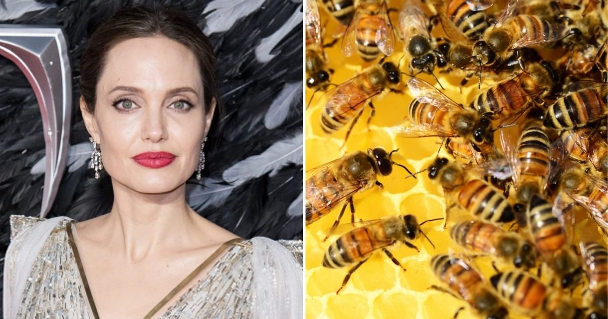 bees5.jpg?resize=1200,630 - Angelina Jolie Gets Swarmed By Bees After She Skipped Showers For THREE Days