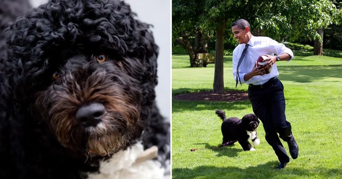 bo6.jpg?resize=1200,630 - Obama's Family Dog Dies: Heartbroken Barack Says Farewell To His 'True Friend And Loyal Companion'