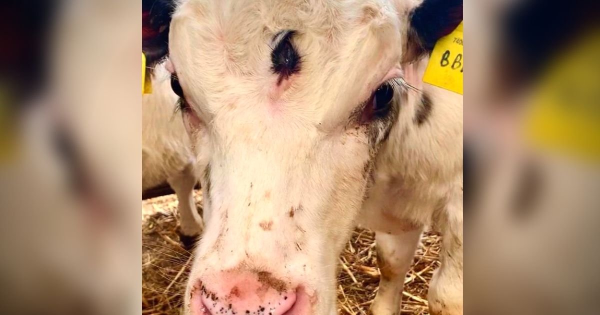 calf3.jpg?resize=1200,630 - 4-Month-Old Calf Born With THREE Eyes Is Still Being Prepared To Face Its Destiny