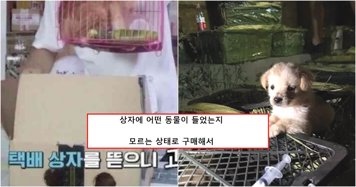 collage 399.png?resize=412,275 - 하다하다 이제 동물들을 랜덤 박스로 배송해버리기 시작한 업체