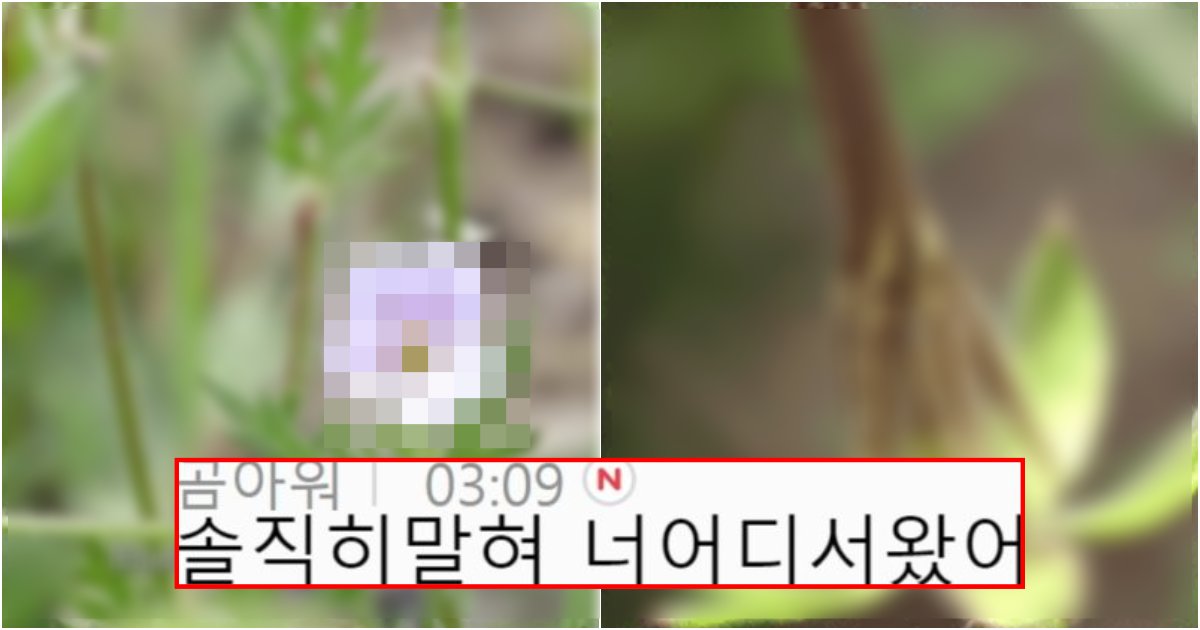 collage 424.png?resize=412,275 - 외계에서 왔다고 뻥쳐도 많은 사람들이 무조건 믿을 거 같은 생물체