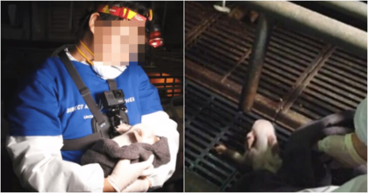 collage 92.png?resize=1200,630 - 도축을 반대하겠다며 남의 건물에 불법으로 침입해 돼지를 구출했다는 채식주의자들 모습