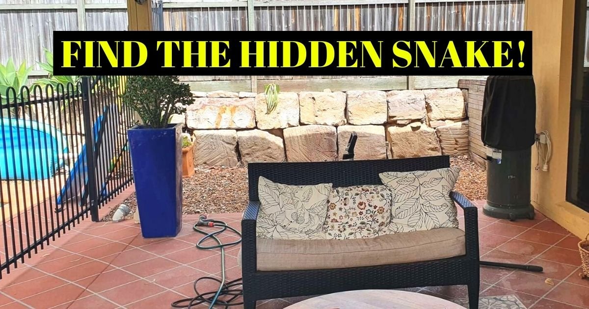 find the hidden snake.jpg?resize=1200,630 - There Is A Very Dangerous SNAKE Hiding In This Family's Backyard - But Can You Spot It?