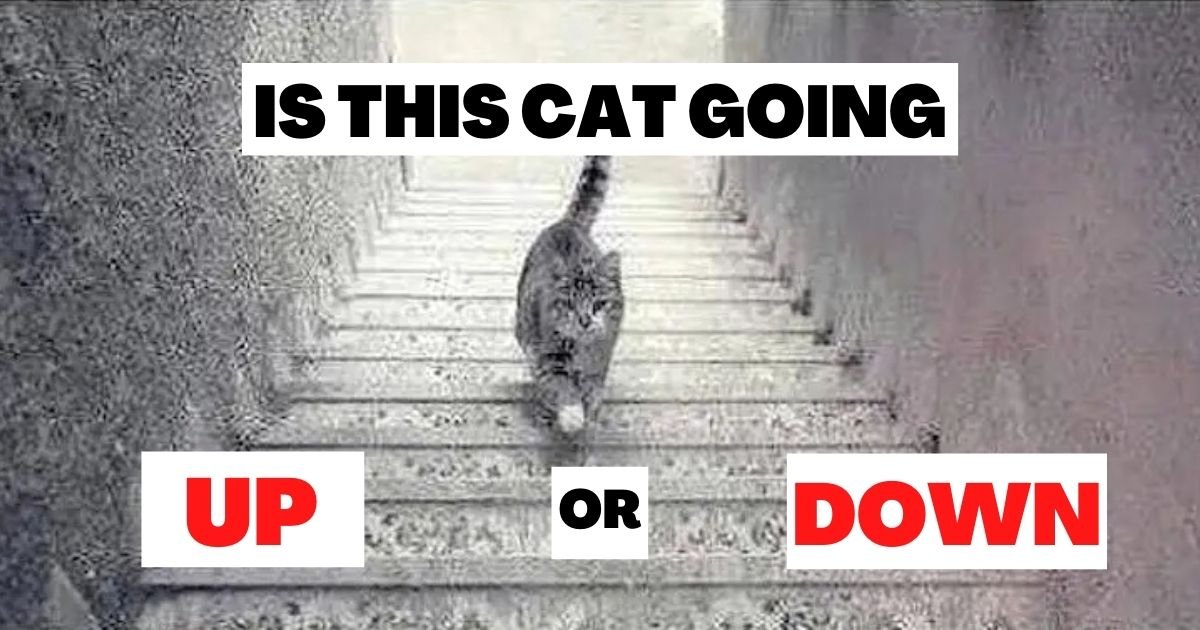 is this cat going.jpg?resize=1200,630 - Is This Cat Going UP Or DOWN The Stairs? The Internet Simply Can't Agree On The Answer