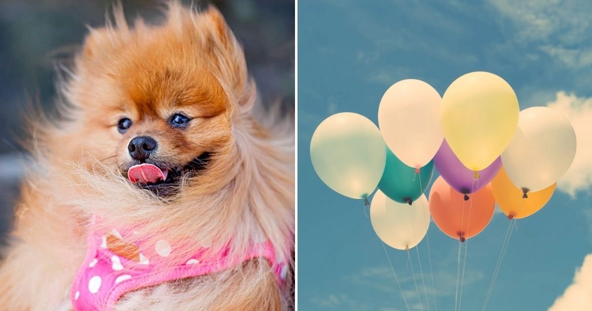 pomeranian.jpg?resize=1200,630 - Man Arrested For Tying His Dog To Helium Balloons And Letting It Float Away