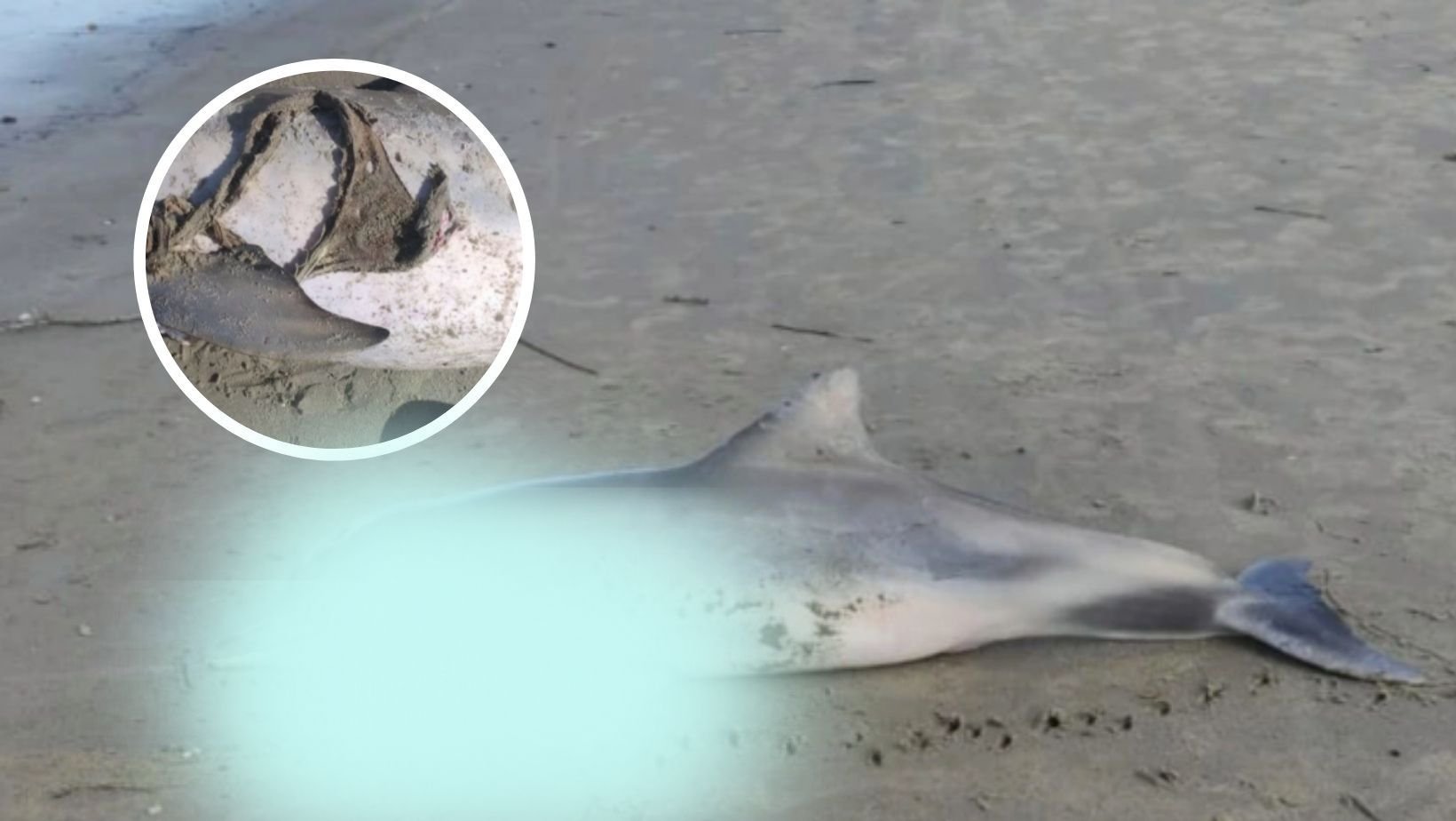 small joys thumbnail 1 4.jpg?resize=1200,630 - Lifeless Dolphin Found Washed Up On A Beach With A Thong Tightly Wrapped Around Its Flipper