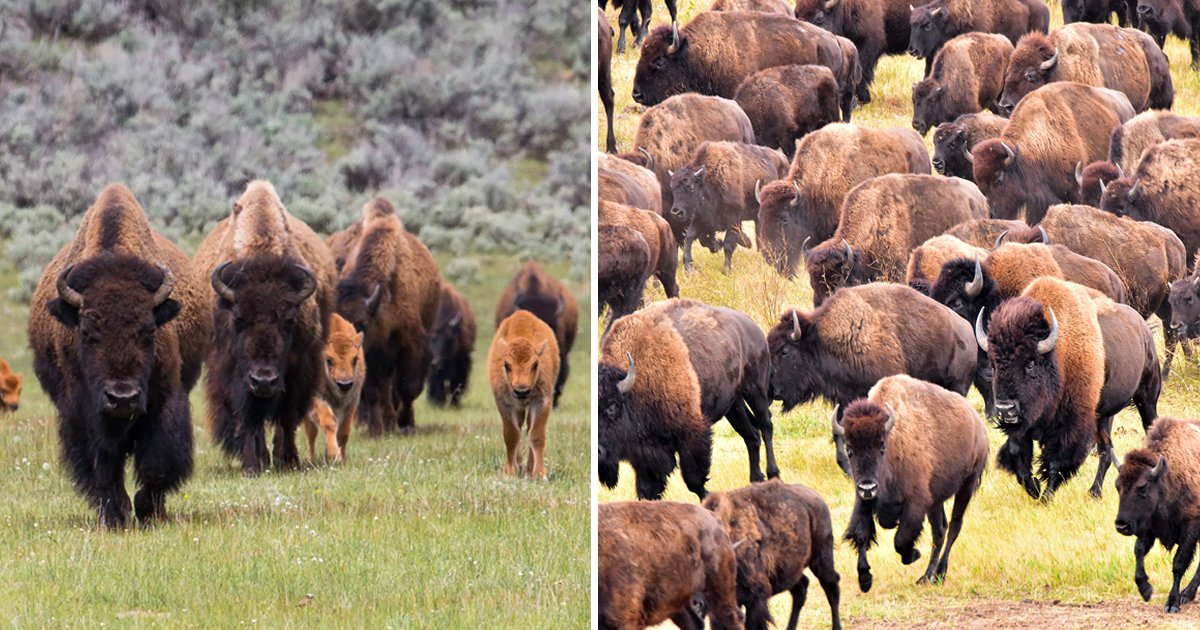 ssgsgsgsg.jpg?resize=412,275 - National Park Services Wants Volunteers To KILL Hundreds Of Bison At Arizona's Grand Canyon