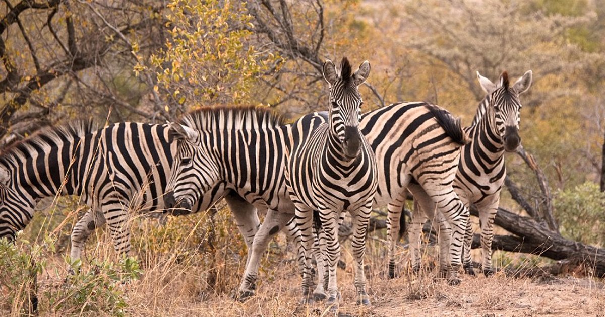 w2 2.jpg?resize=1200,630 - How Fast Can You Count The Number Of Zebras In This Photograph?