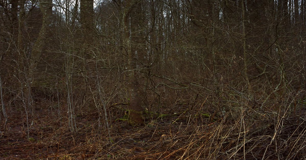 w33.jpg?fit=1024%2C538&ssl=1&strip=all - How Fast Can You Spot The Hidden Sniper In This Photo Challenge?