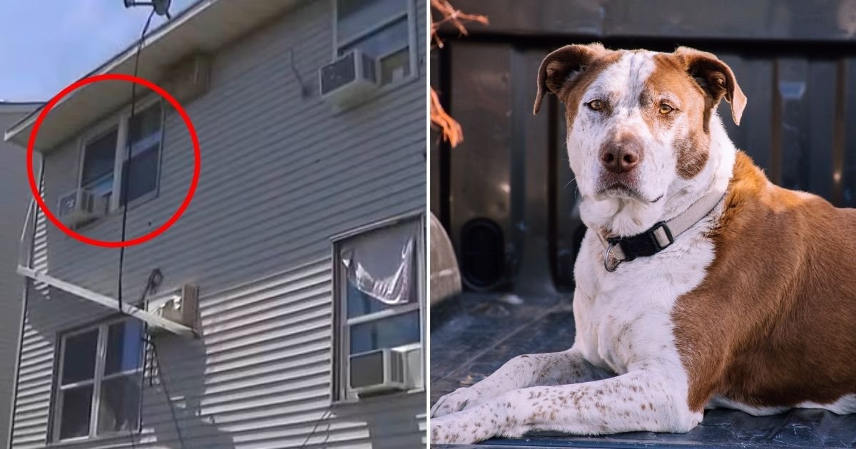 boy5.jpg?fit=1024%2C538&ssl=1&strip=all - 3-Year-Old Boy Falls 10-Feet From A Third-Story Window Before Being Mauled By Two Dogs