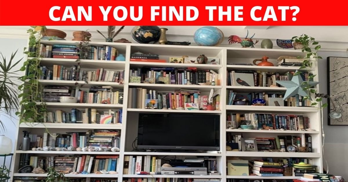 can you find the cat.jpg?fit=1024%2C538&ssl=1&strip=all - Can You Find The Cat Hiding In This Picture? 99% Fail To Spot The Animal!