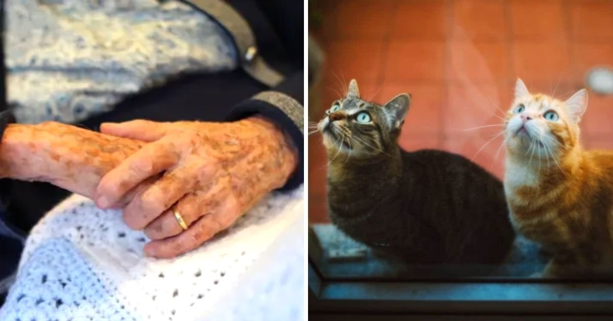 cats5.jpg?fit=1024%2C538&ssl=1&strip=all - Body Of An Elderly Woman Was 'Devoured From The Waist Down' By Her Cats
