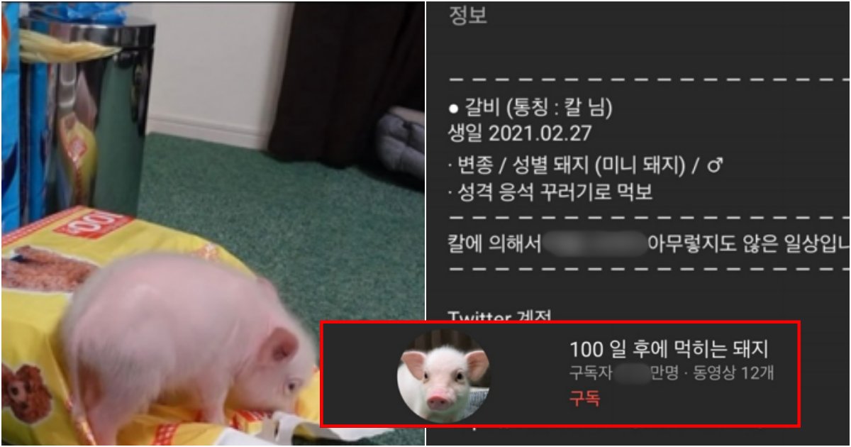 collage 119.png?resize=412,232 - 직접 기른 돼지 100일 후에 잡아먹는 신개념 컨텐츠 진행중인 유튜버
