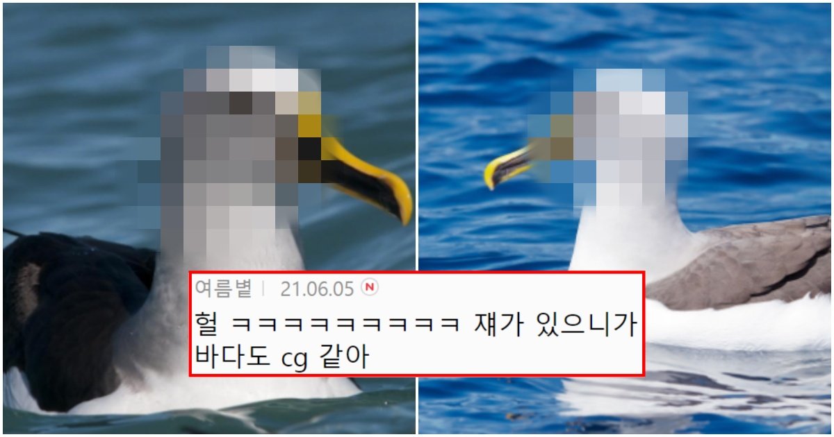 collage 15.jpg?resize=412,275 - “CG아니였어??”… 정말 컴퓨터 CG처럼 생겼다는 새 (+사진)