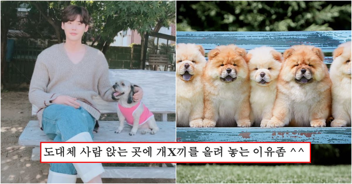 collage 74.png?resize=412,275 - 요즘 공원에서 벤치에 강아지 앉게 하면 무개념 견주 소리듣는 이유