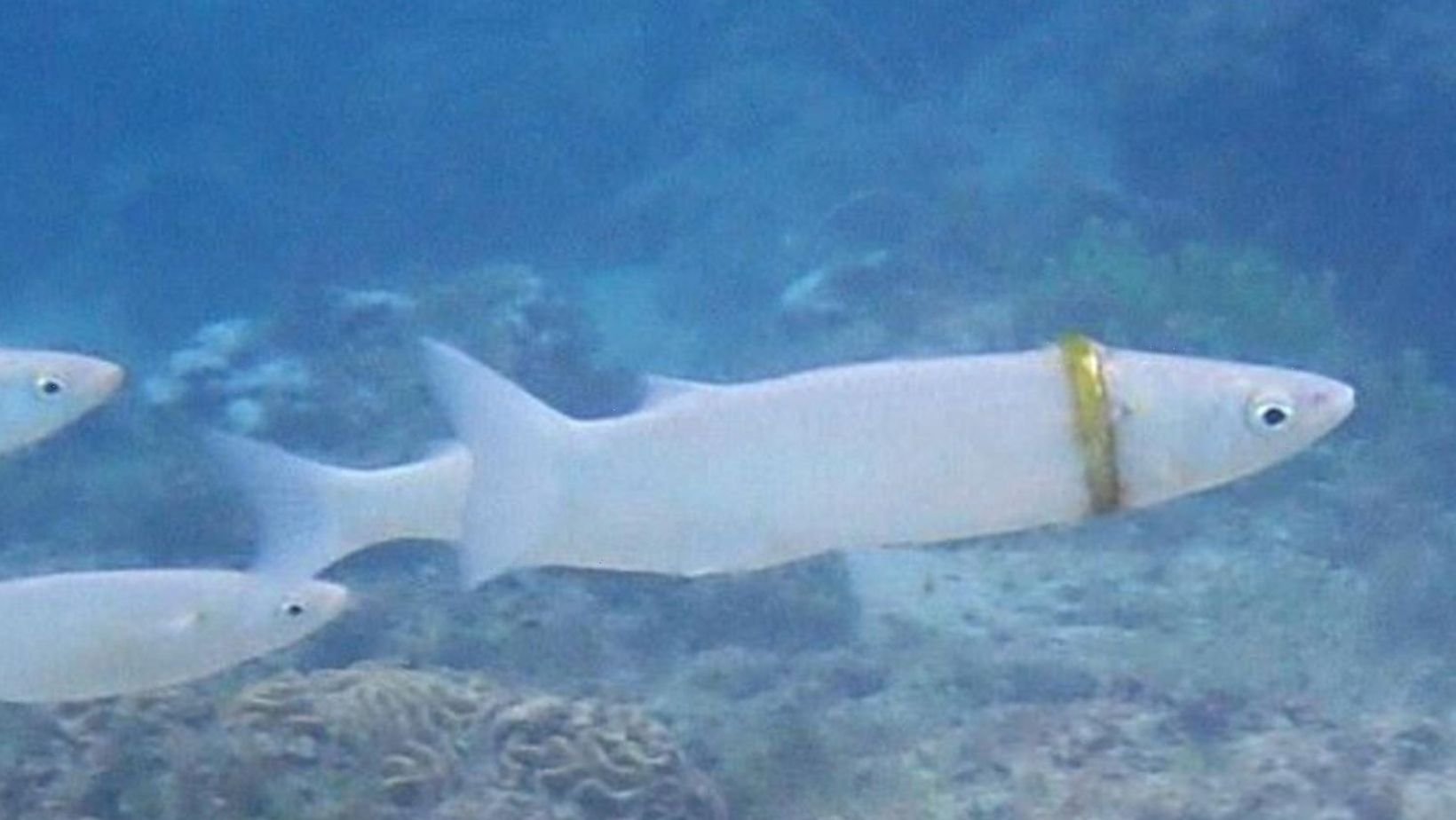 cover 23.jpg?fit=1024%2C577&ssl=1&strip=all - Snorkeler Managed To Find A Groom’s Missing Wedding Ring Around The Neck Of A Mullet Fish
