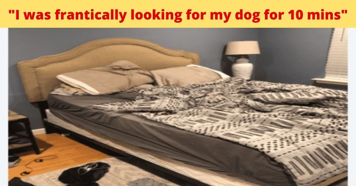 i was frantically looking for my dog for 10 mins.jpg?resize=1200,630 - How Fast Can You Find The Dog Hiding In This Bedroom?